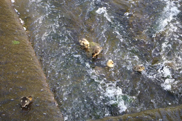 Nowonarodzone Kaczątka Pluskające Się Płynącej Wodzie Wiru — Zdjęcie stockowe