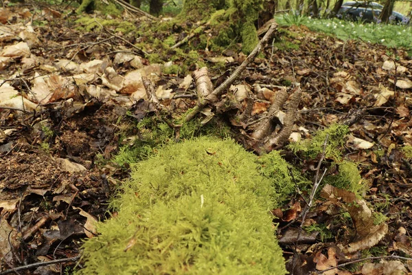 Přízemní Pohled Flóru Lesním Porostu — Stock fotografie