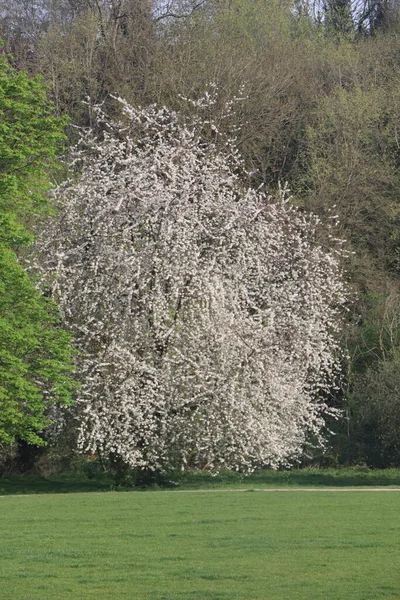 Hertfordshire 'da baharda geniş bir çayırda panoramik manzara