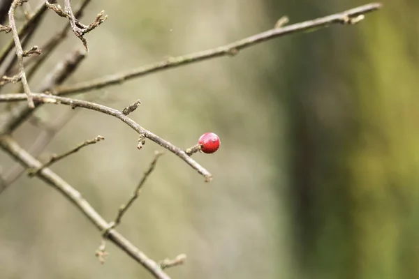 Winterbeeren Auf Den Kahlen Zweigen — Stockfoto