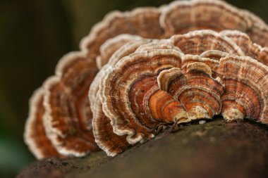 İngiltere, Cornwall 'da bir ağacın kabuğunda asalak gibi büyüyen güzel bir mantarın katmanları