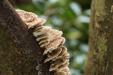 İngiltere, Cornwall 'da bir ağacın kabuğunda asalak gibi büyüyen güzel bir mantarın katmanları