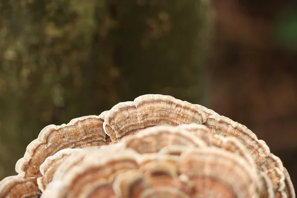 Schichten Eines Schönen Pilzes Wachsen Parasitär Auf Der Rinde Eines — Stockfoto