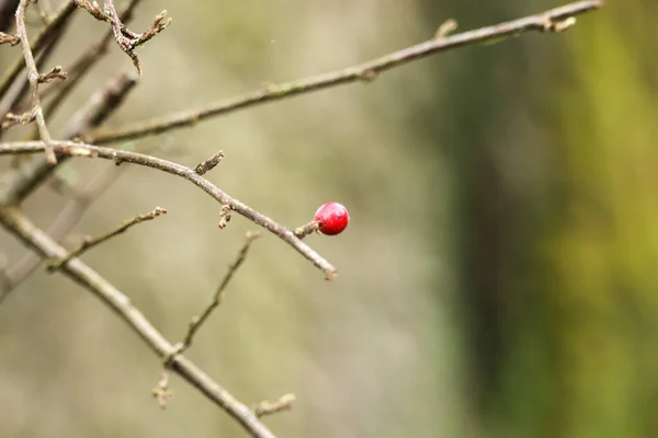 Winterbeeren Auf Den Kahlen Zweigen — Stockfoto