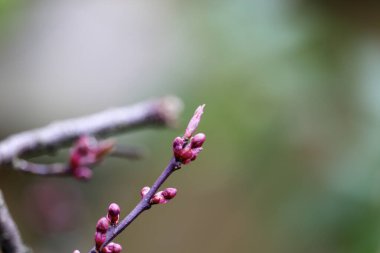 Çıplak dallarda kış meyveleri