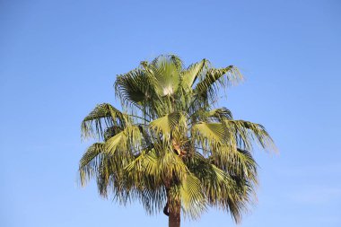 Costa Adeje, Tenerife 'de dik duran yalnız palmiye ağacı