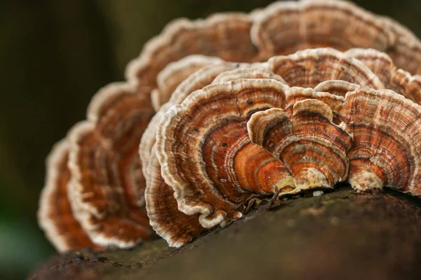 Schichten Eines Schönen Pilzes Wachsen Parasitär Auf Der Rinde Eines — Stockfoto