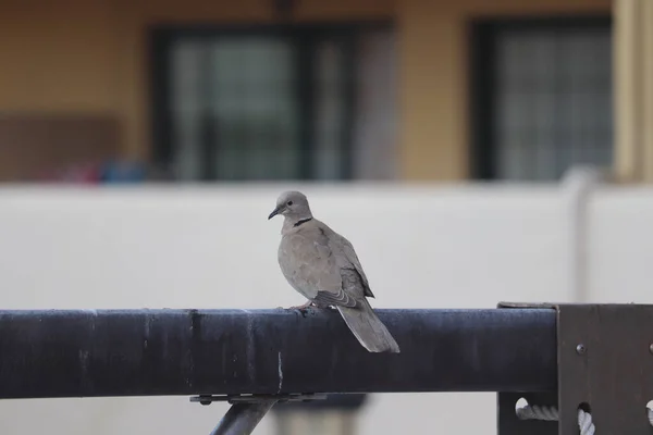 Pigeon Solitaire Perché Sur Tuyauterie Costa Adehe Tenerife — Photo