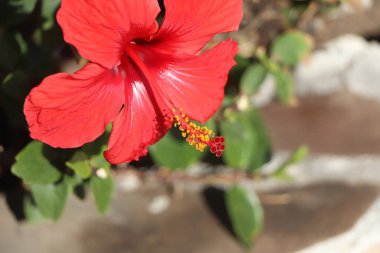 Tenerife 'de Costa Adeje sokaklarında güzel kırmızı çiçekler açtılar.