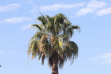 Costa Adeje, Tenerife 'de dik duran yalnız palmiye ağacı