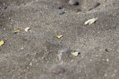 Dalgalar Tener 'de bir kumsalda siyah kum ve kayaların üzerine düşüyor.