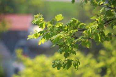 Yaz bitkileri dünyayı aydınlatıyor. 