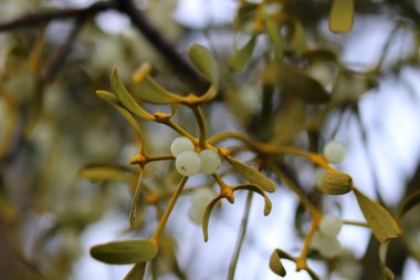 Doğanın renkleri kışın kapanır