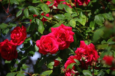 Yaz bitkileri dünyayı aydınlatıyor. 