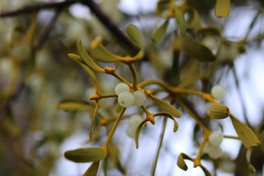Doğanın renkleri kışın kapanır