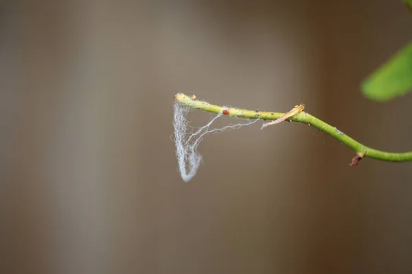 Sommarväxter Lyser Upp Världen — Stockfoto