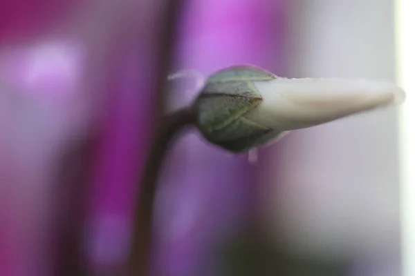 Naturfärger Nära Håll Vintern — Stockfoto