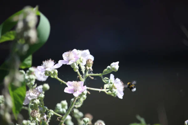 Sommarväxter Lyser Upp Världen — Stockfoto