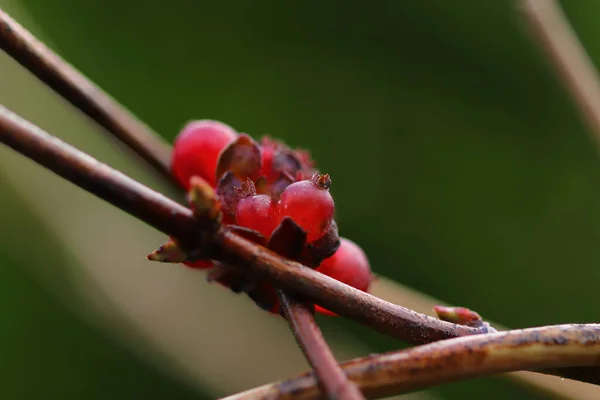 Kleuren Van Natuur Close Winter — Stockfoto