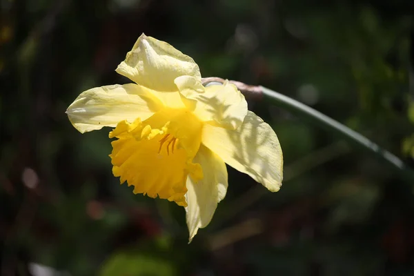 Plantes Été Illuminant Monde — Photo