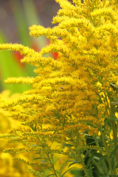 Zomerplanten Fleuren Wereld — Stockfoto