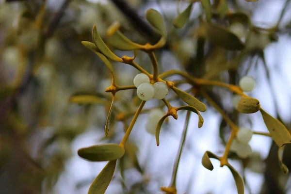 Los Colores Naturaleza Acercan Invierno — Foto de Stock