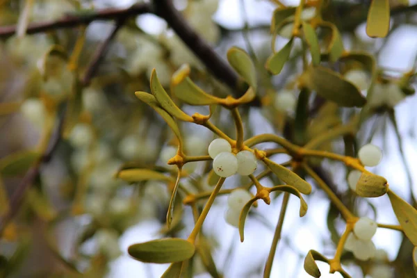 Kleuren Van Natuur Close Winter — Stockfoto