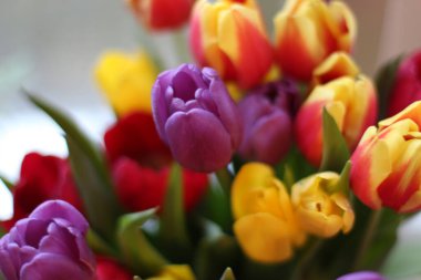 Yaz bitkileri dünyayı aydınlatıyor. 