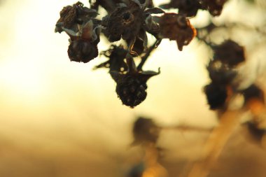 Doğanın renkleri kışın kapanır