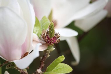 Yaz bitkileri dünyayı aydınlatıyor. 