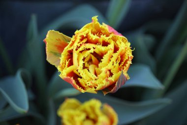 Yaz bitkileri dünyayı aydınlatıyor. 