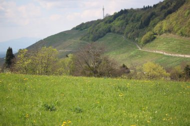 Yaz bitkileri dünyayı aydınlatıyor. 