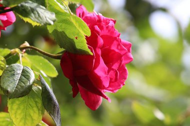 Yaz bitkileri dünyayı aydınlatıyor. 