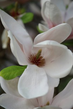 Yaz bitkileri dünyayı aydınlatıyor. 