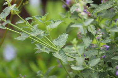 Yaz bitkileri dünyayı aydınlatıyor. 