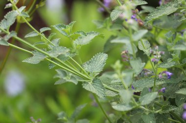 Yaz bitkileri dünyayı aydınlatıyor. 
