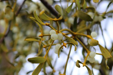 Doğanın renkleri kışın kapanır