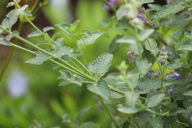 Yaz bitkileri dünyayı aydınlatıyor. 