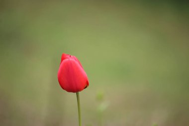 Yaz bitkileri dünyayı aydınlatıyor. 