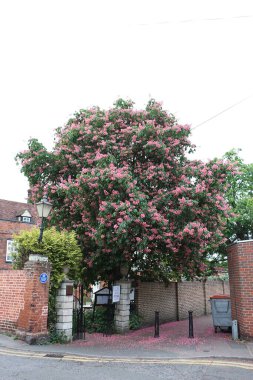 Yaz bitkileri dünyayı aydınlatıyor. 