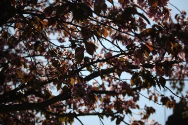 Yaz bitkileri dünyayı aydınlatıyor. 