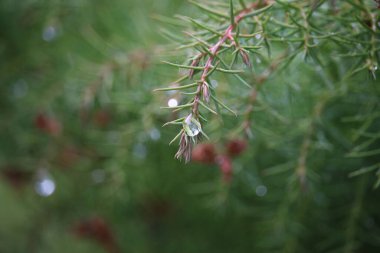 Yaz bitkileri dünyayı aydınlatıyor. 