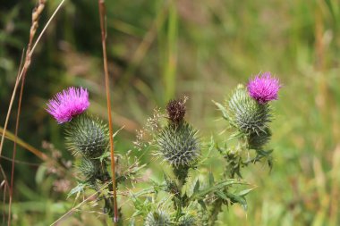 Yaz bitkileri dünyayı aydınlatıyor. 