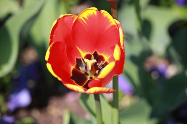 Yaz bitkileri dünyayı aydınlatıyor. 