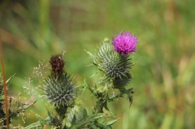 Yaz bitkileri dünyayı aydınlatıyor. 