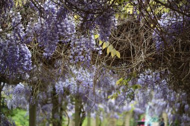 Yaz bitkileri dünyayı aydınlatıyor. 