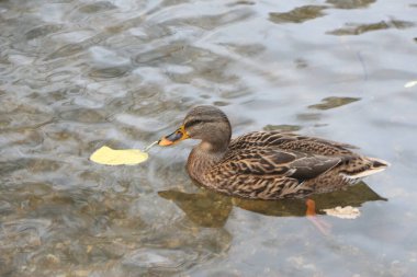 Lea nehrindeki bir yaban ördeği İngiltere 'nin Hertford şehrinde soğuk bir kış günü altında soğuk ve karanlık sularla birlikte akıyor.