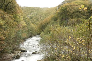 Watersmeet 'in milli güven sahasında yürürken Lyn nehrinin akıntılarında sonbahar suları çağlıyor.