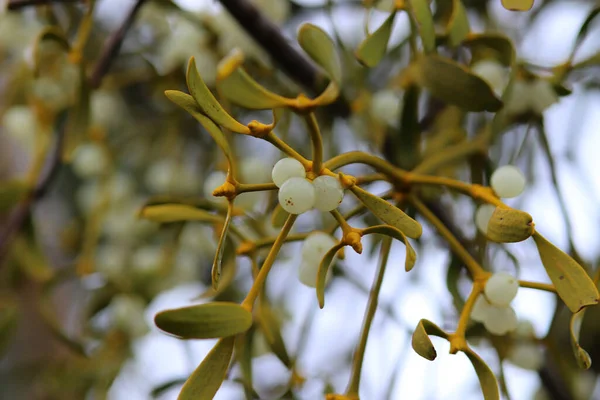 Kleuren Van Natuur Close Winter — Stockfoto