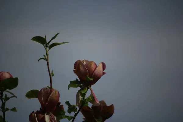 Letní Rostliny Rozjasňují Svět — Stock fotografie